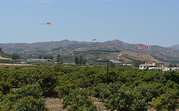 La comarca de la Axarquía tiene unas 12.000 hectáreas de cultivos, la mitad de ellas de aguacates. :