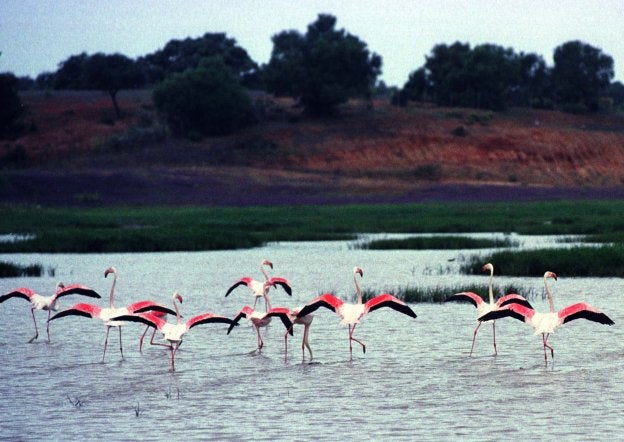 Marismas de Doñana con flamencos. 