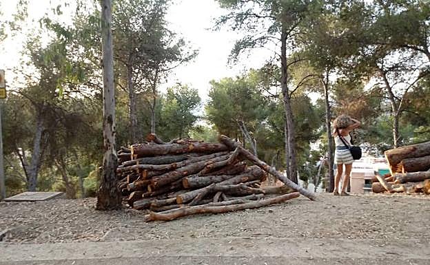 Pila de pinos talados. 