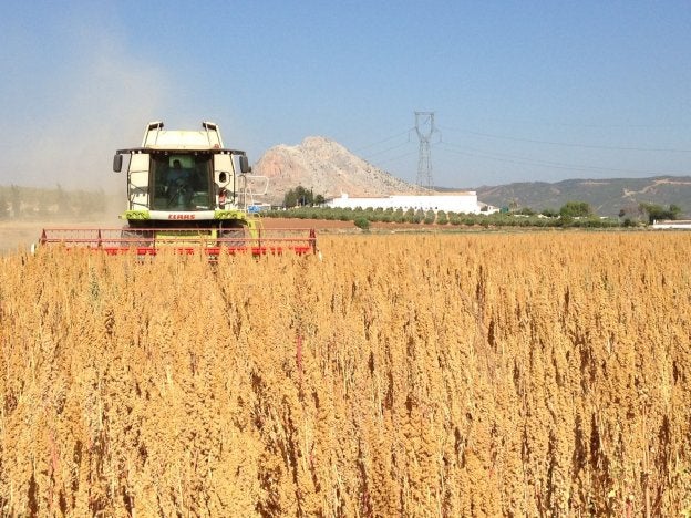 La quinoa conquista a los agricultores malagueños por su rentabilidad