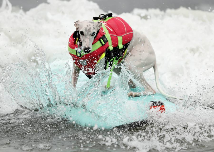 El Campeonato Mundial de Surf para perros en la Playa Linda Mar en California. Los perros acompañados de sus tandems o dueños luchan por el primer puesto en la competición 