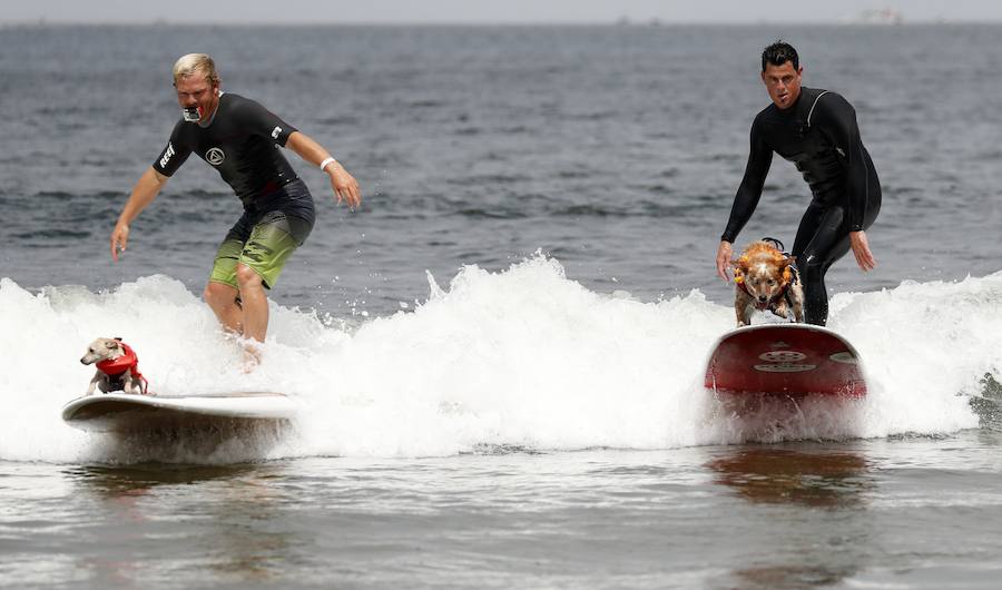 El Campeonato Mundial de Surf para perros en la Playa Linda Mar en California. Los perros acompañados de sus tandems o dueños luchan por el primer puesto en la competición 