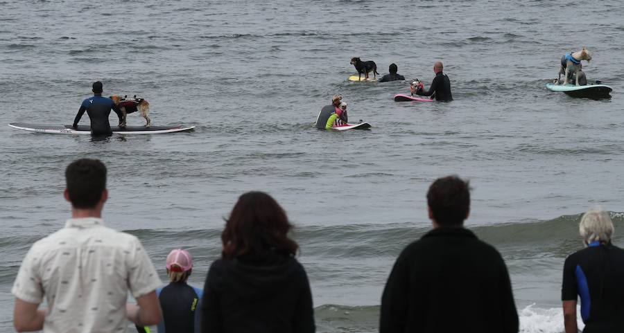 El Campeonato Mundial de Surf para perros en la Playa Linda Mar en California. Los perros acompañados de sus tandems o dueños luchan por el primer puesto en la competición 