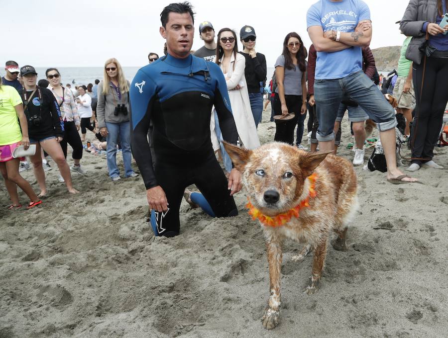 El Campeonato Mundial de Surf para perros en la Playa Linda Mar en California. Los perros acompañados de sus tandems o dueños luchan por el primer puesto en la competición 