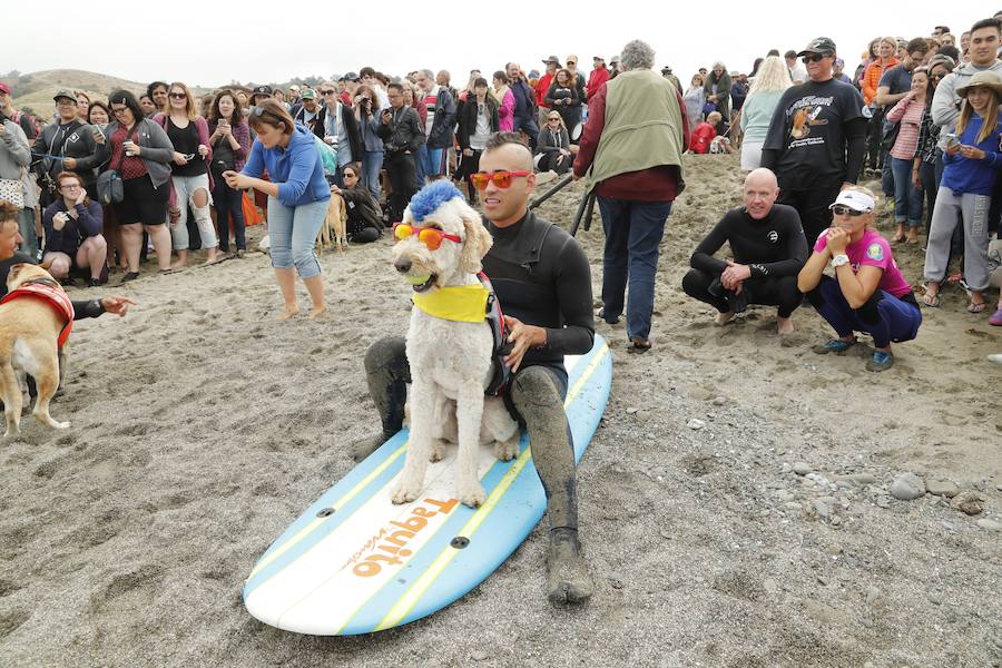 El Campeonato Mundial de Surf para perros en la Playa Linda Mar en California. Los perros acompañados de sus tandems o dueños luchan por el primer puesto en la competición 