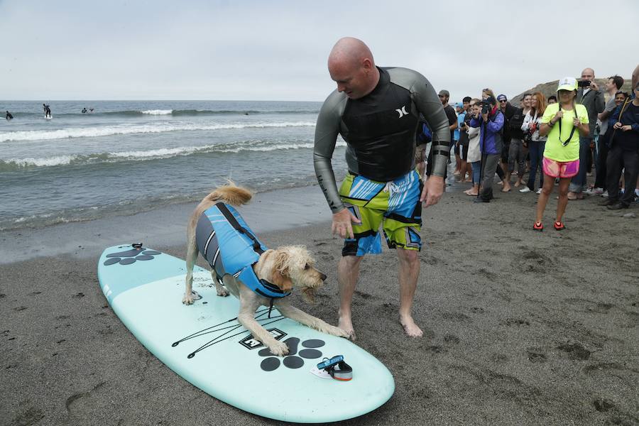 El Campeonato Mundial de Surf para perros en la Playa Linda Mar en California. Los perros acompañados de sus tandems o dueños luchan por el primer puesto en la competición 