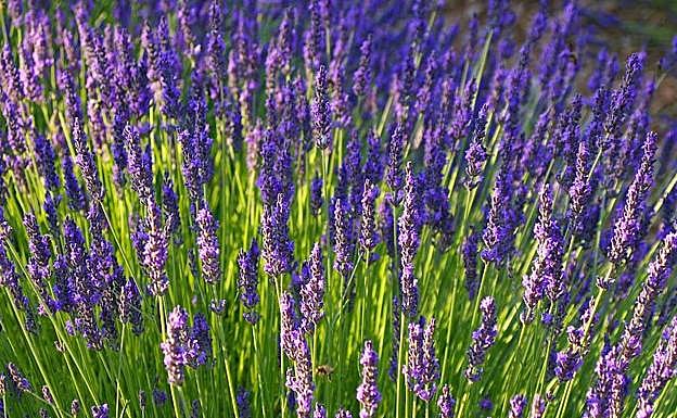 Lavanda.