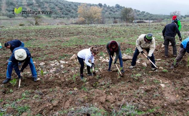 Plantación realizada en marzo en Alfarnate, en el entorno del río Sabar