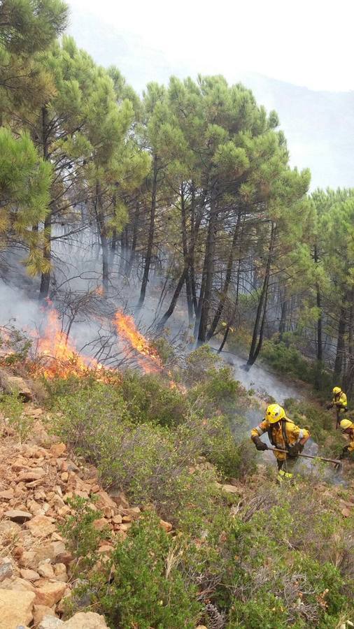 El fuego se inició este mediodía en la carretera A-397 que une San Pedro con Ronda