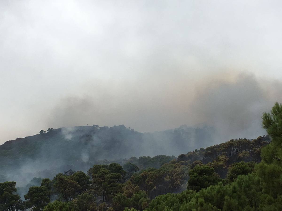 El fuego se inició este mediodía en la carretera A-397 que une San Pedro con Ronda