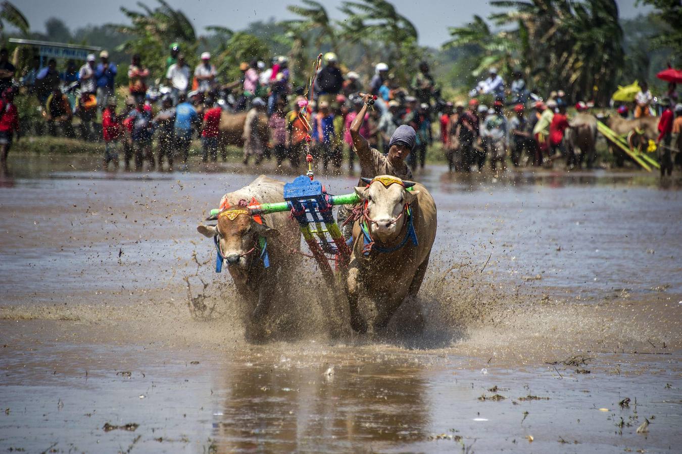 Partiicipante en la carrera anual de búfalos en Probolinggo. en la zona este de la isla de Java (Indonesia), La imagen muestra un momento de la acción del evento en el que este año han participado cincuenta equipos coincidiendo con el 72.º aniversario de la independencia del país. .