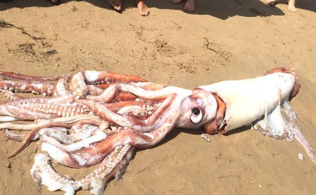 Cuando te encuentras con un calamar gigante en la playa