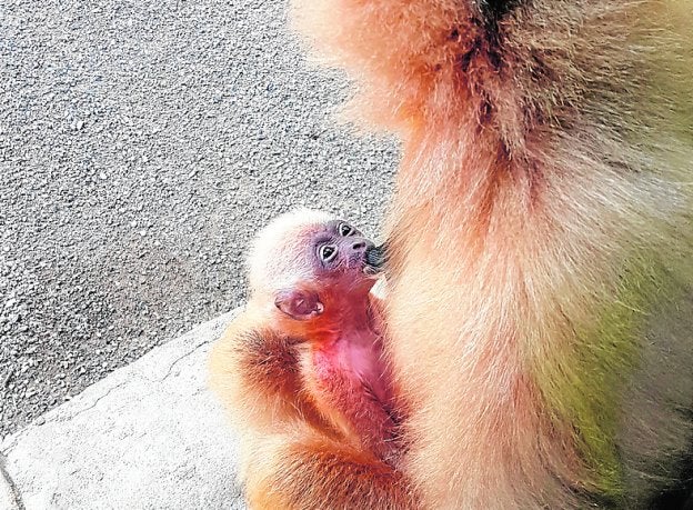 Nace en Bioparc una cría de gibón de mejillas doradas, una especie única