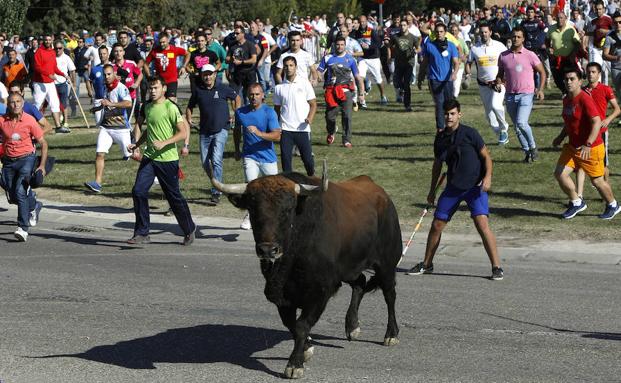 'Príncipe', un astado de 630 kilogramos, protagonista del festejo de hoy en Tordesillas. 