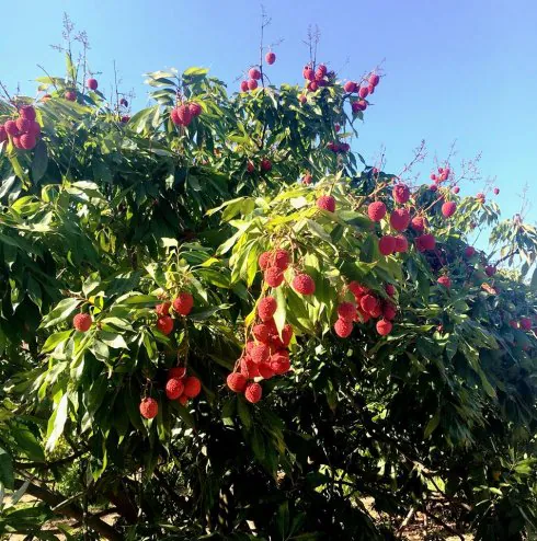 La Axarquía, territorio donde es posible cultivar lichi | Diario Sur