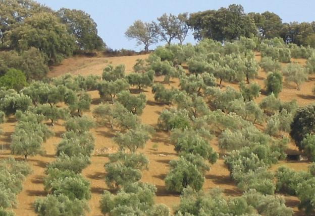 Plantación de olivos. :: sur