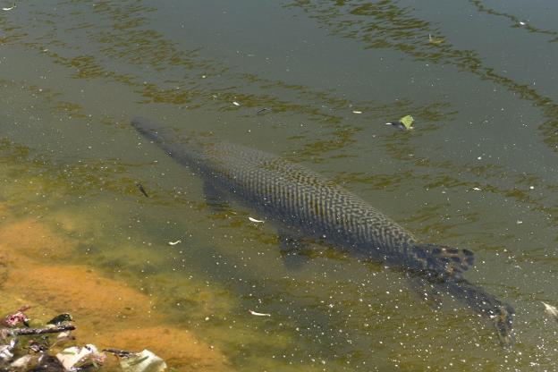 Ejemplar de pez cocodrilo en el parque de La Represa. :: josele-lanza