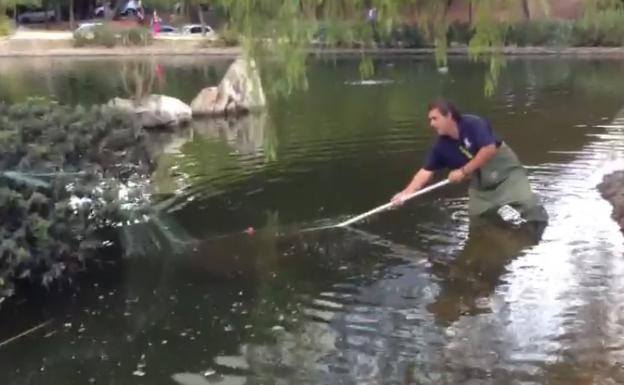 Intento fallido de capturar al pez cocodrilo de Marbella