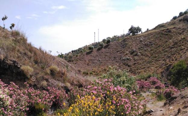 Sendero estrecho junto al cauce del río Almáchar.