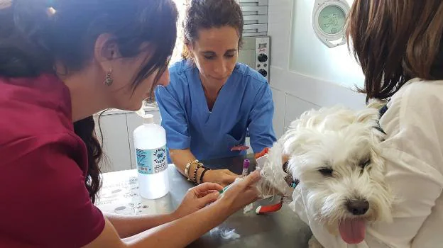 Prueba realizada en un centro veterinario de Guadalmar. 