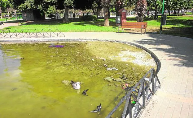 En una de las esquinas del estanque se suele acumular suciedad y algunas palomas muertas.