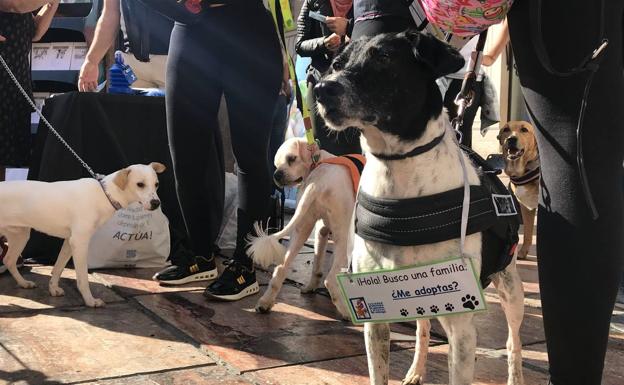 Uno de los perros participantes en el acto.