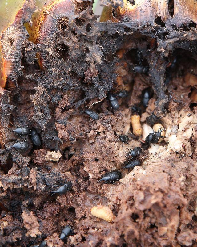El servicio municipal y Sanidad Vegetal de la Junta trabajan ya para frenar la propagación de este pequeño escarabajo 