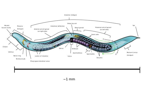 Dibujo de un gusano 'Caenorhabditis elegans'.