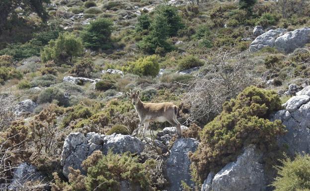 La cabra montés, la reina de la Sierra de las Nieves