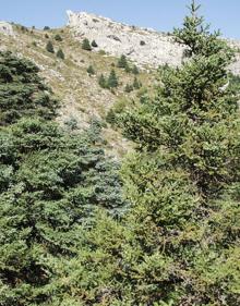 Imagen secundaria 2 - Cruce de caminos. | Pinsapar de El Burgo. | Pinsapos y pinos