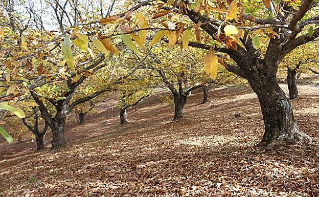 En noviembre, la primavera de cobre del Genal