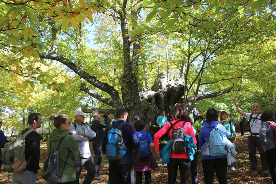 Los castaños, antes de perder sus hojas, tiñen de ocres, dorados, marrones y amarillos el Valle