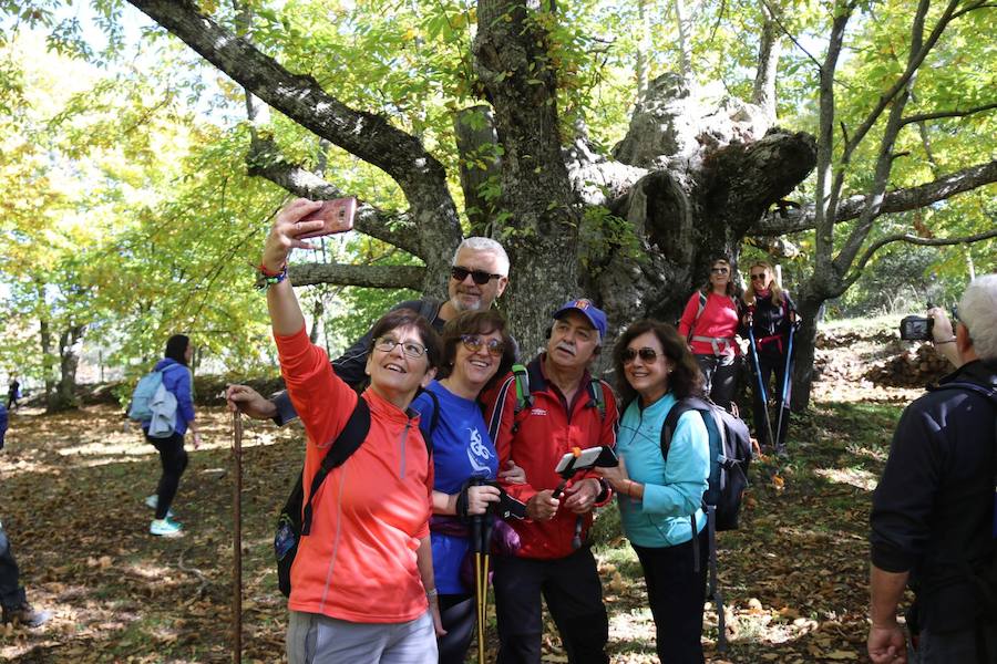 Los castaños, antes de perder sus hojas, tiñen de ocres, dorados, marrones y amarillos el Valle