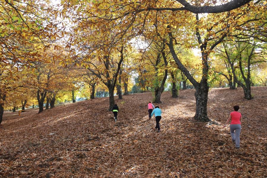 Los castaños, antes de perder sus hojas, tiñen de ocres, dorados, marrones y amarillos el Valle
