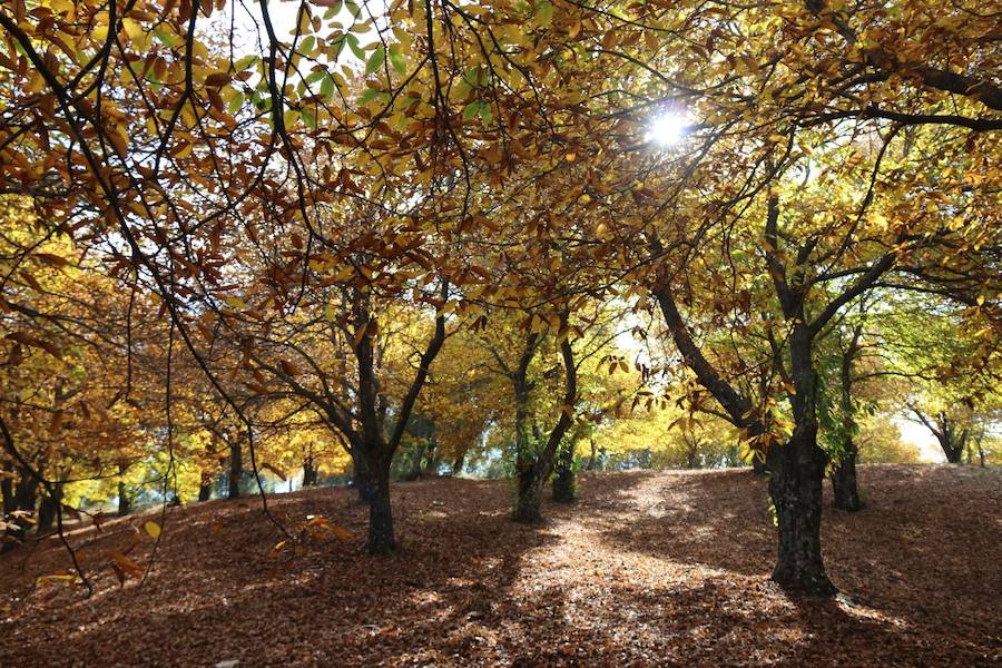 Los castaños, antes de perder sus hojas, tiñen de ocres, dorados, marrones y amarillos el Valle