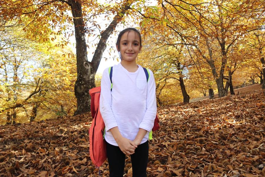 Los castaños, antes de perder sus hojas, tiñen de ocres, dorados, marrones y amarillos el Valle