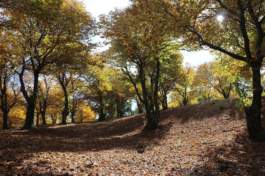 Los castaños, antes de perder sus hojas, tiñen de ocres, dorados, marrones y amarillos el Valle