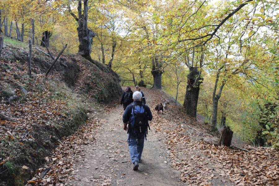 Los castaños, antes de perder sus hojas, tiñen de ocres, dorados, marrones y amarillos el Valle