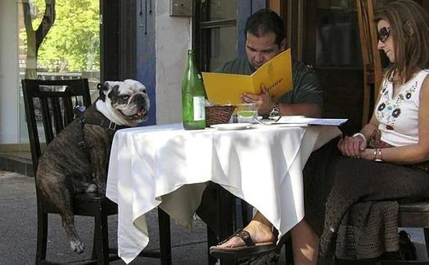 Una veintena de restaurantes amigos de los perros te invitan a pasar con tu mascota