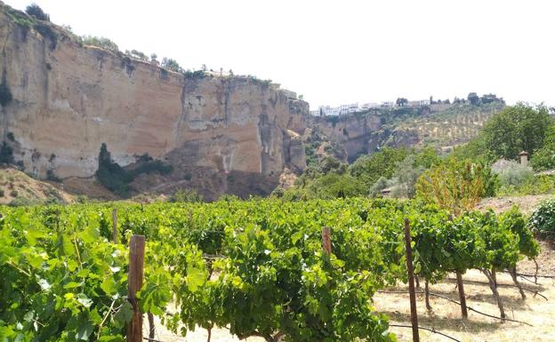 A los pies del Tajo de Ronda se encuentran los viñedos y la bodega de Gonzalo Beltrán.