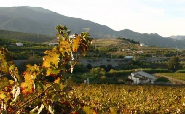 Viñedos de Pérez Hidalgo, en Álora