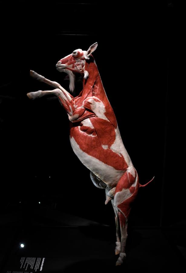 Llega por primera vez a España la exposición de los creadores de 'The Body Worlds'. Una muestra con más de 100 animales diferentes: osos, jirafas, elefantes, gorilas, anguilas, pulpos, tiburones...