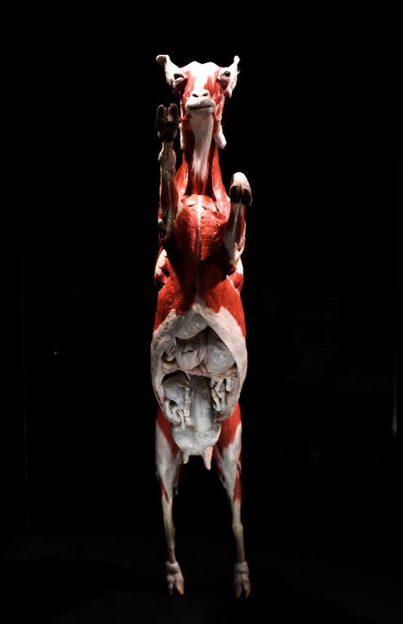 Llega por primera vez a España la exposición de los creadores de 'The Body Worlds'. Una muestra con más de 100 animales diferentes: osos, jirafas, elefantes, gorilas, anguilas, pulpos, tiburones...