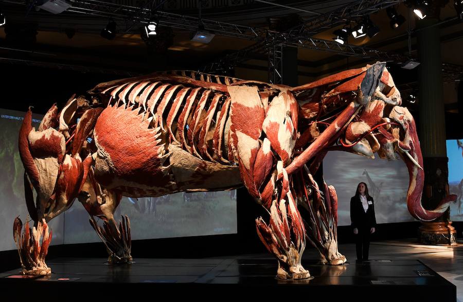 Llega por primera vez a España la exposición de los creadores de 'The Body Worlds'. Una muestra con más de 100 animales diferentes: osos, jirafas, elefantes, gorilas, anguilas, pulpos, tiburones...