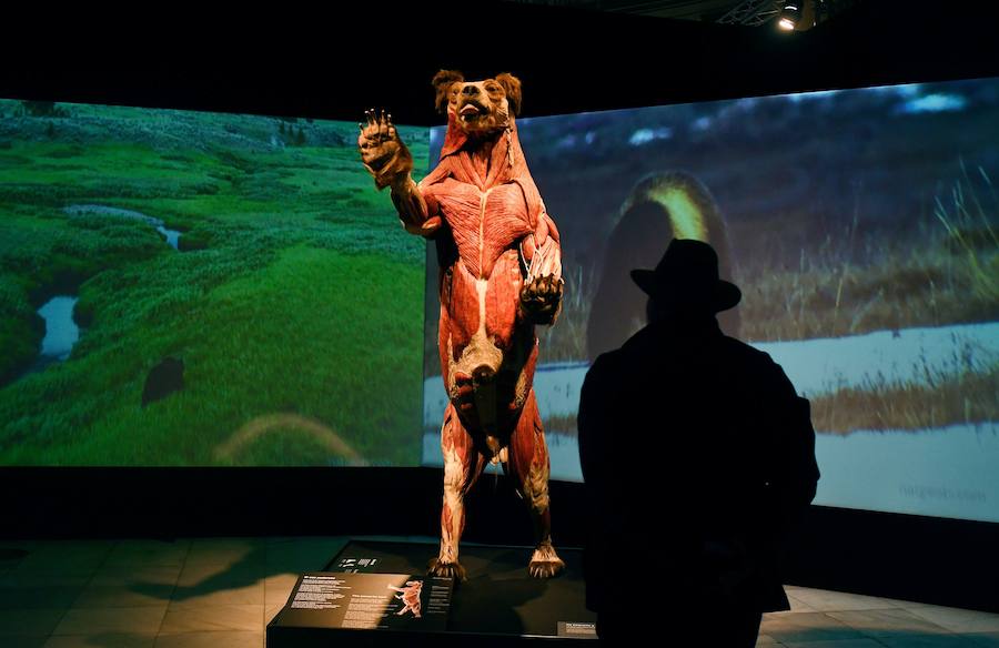 Llega por primera vez a España la exposición de los creadores de 'The Body Worlds'. Una muestra con más de 100 animales diferentes: osos, jirafas, elefantes, gorilas, anguilas, pulpos, tiburones...