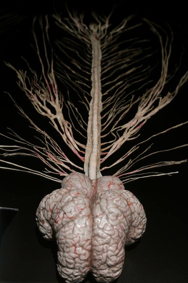 Llega por primera vez a España la exposición de los creadores de 'The Body Worlds'. Una muestra con más de 100 animales diferentes: osos, jirafas, elefantes, gorilas, anguilas, pulpos, tiburones...