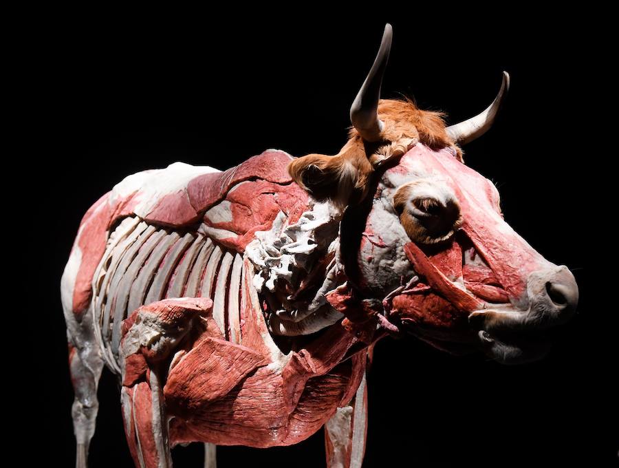 Llega por primera vez a España la exposición de los creadores de 'The Body Worlds'. Una muestra con más de 100 animales diferentes: osos, jirafas, elefantes, gorilas, anguilas, pulpos, tiburones...