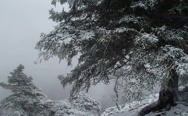 Imagen principal - Manto blanco este lunes en la Sierra de las Nieves. 