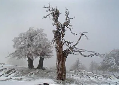 Imagen secundaria 1 - Manto blanco este lunes en la Sierra de las Nieves. 