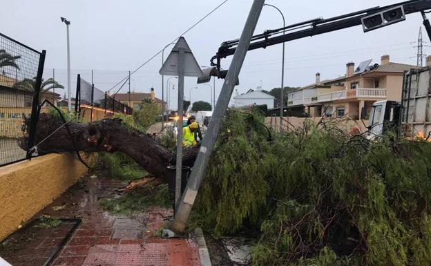 Árbol caído desde el patio del colegio Los Manantiales. 